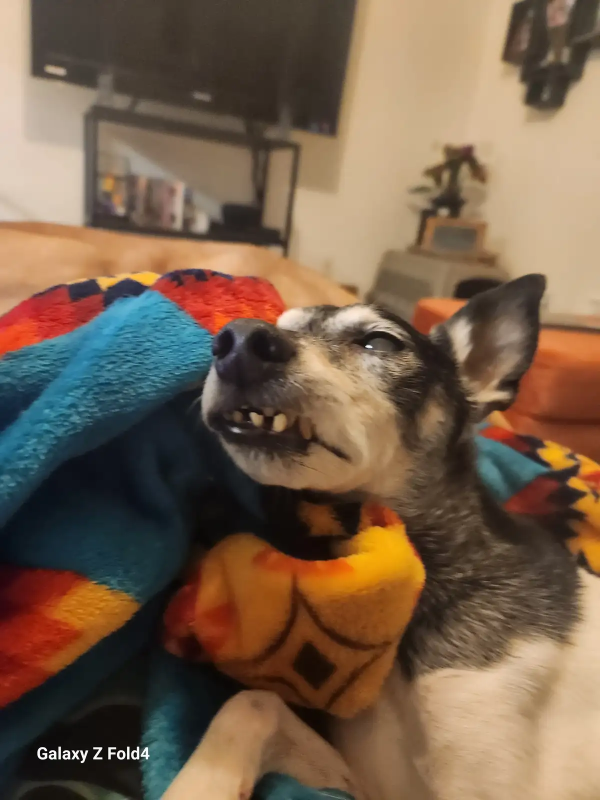 A close-up photo of a black and white dog with its mouth open, showing teeth, while wrapped in a colorful fleece blanket…