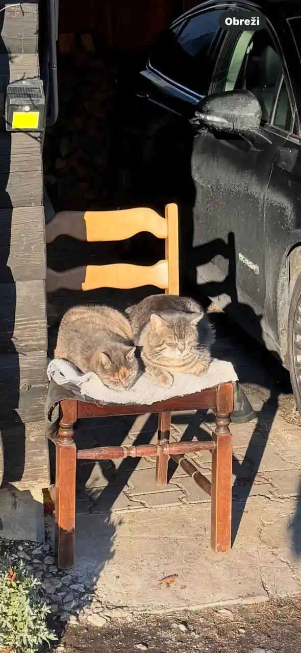 Two tabby cats are sleeping peacefully side-by-side on a wooden chair outdoors, with a black car parked nearby. The image…