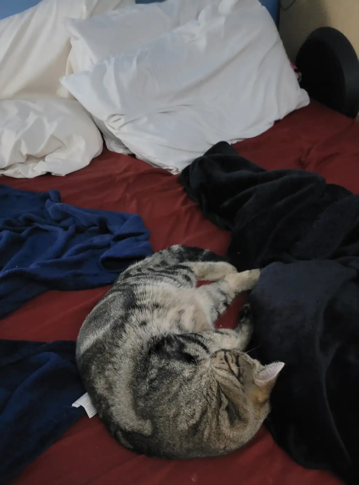 A tabby cat is curled up and sleeping on a messy bed with red sheets, white pillows, and crumpled blue and black blankets…