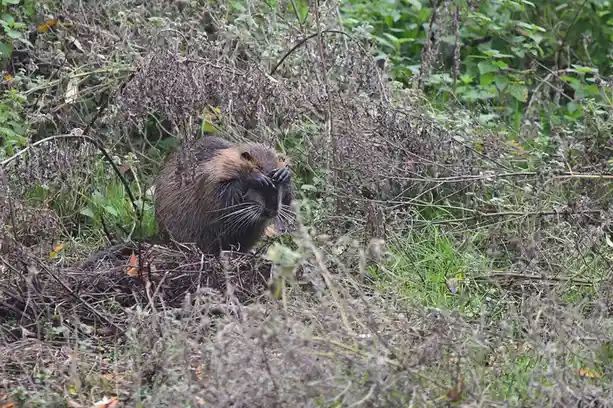 A beaver is sitting in overgrown vegetation with its paws covering its face, mimicking a human expression of sadness or…