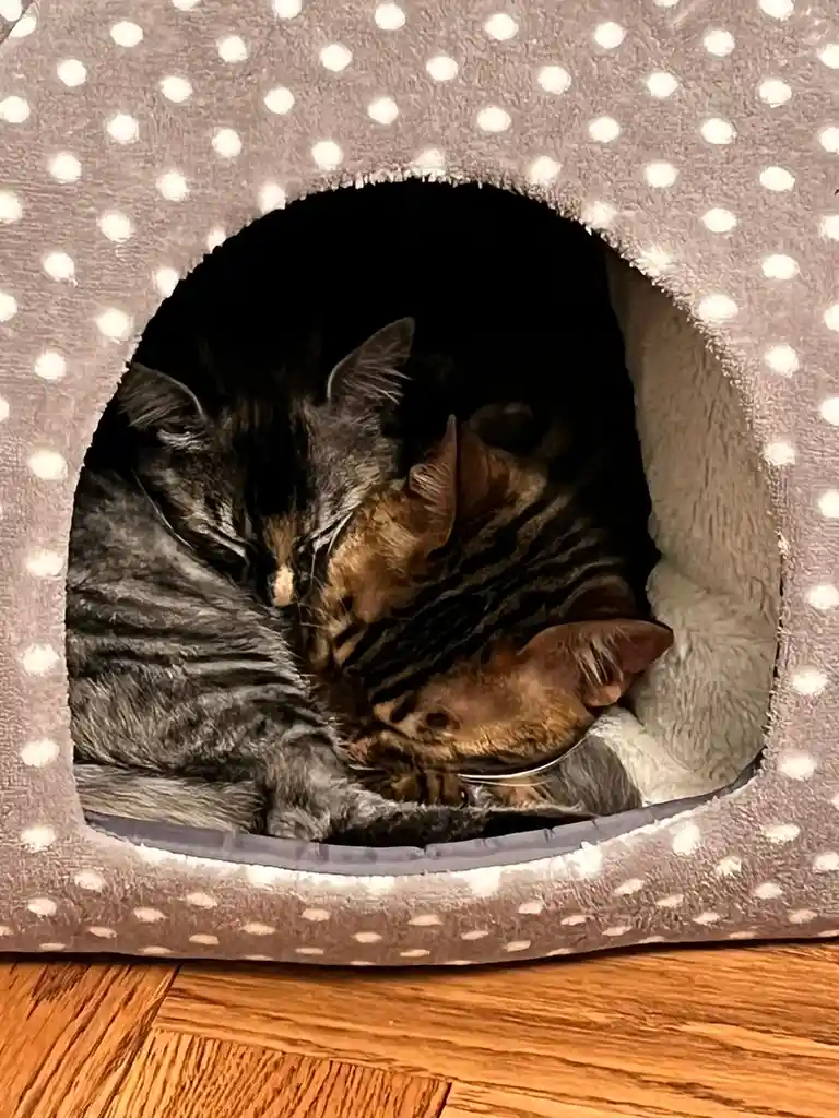 Two tabby cats are curled up and sleeping together inside a gray fleece cat bed with white polka dots, viewed from the…