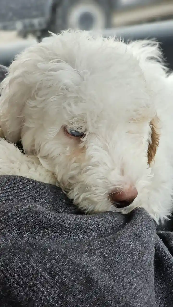 A fluffy white puppy with one visible blue eye rests its head on a person's gray sweater, looking sleepy and unbothered. The…