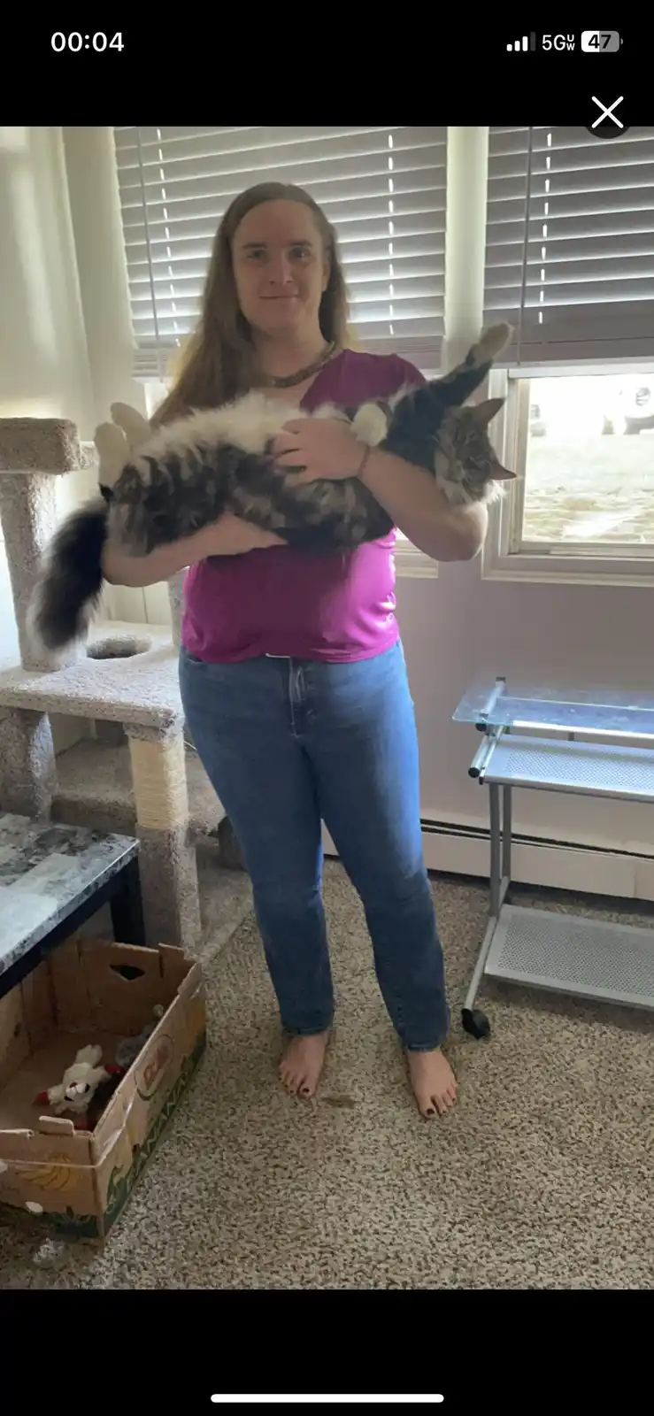 A person in a pink shirt and jeans is holding a fluffy, long-haired cat that is lying on its back with its paws up in the…