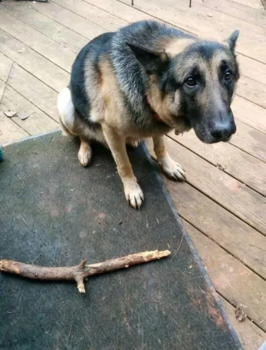 A German Shepherd dog sits on a wooden deck, looking sad and disappointed at a stick lying on a dark mat in front of it. The…