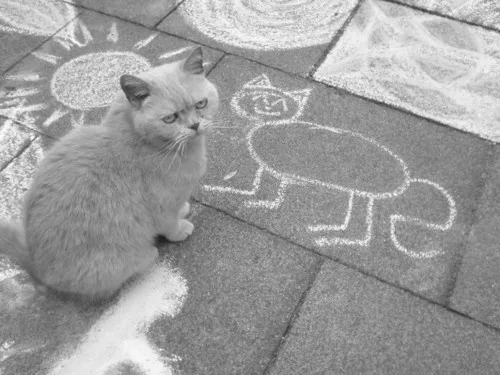 A real cat sits on pavement next to a chalk drawing of a cat, looking unimpressed. The drawing is simplistic and beside a…
