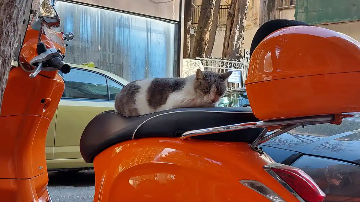 The Adventures of Scooter Cat