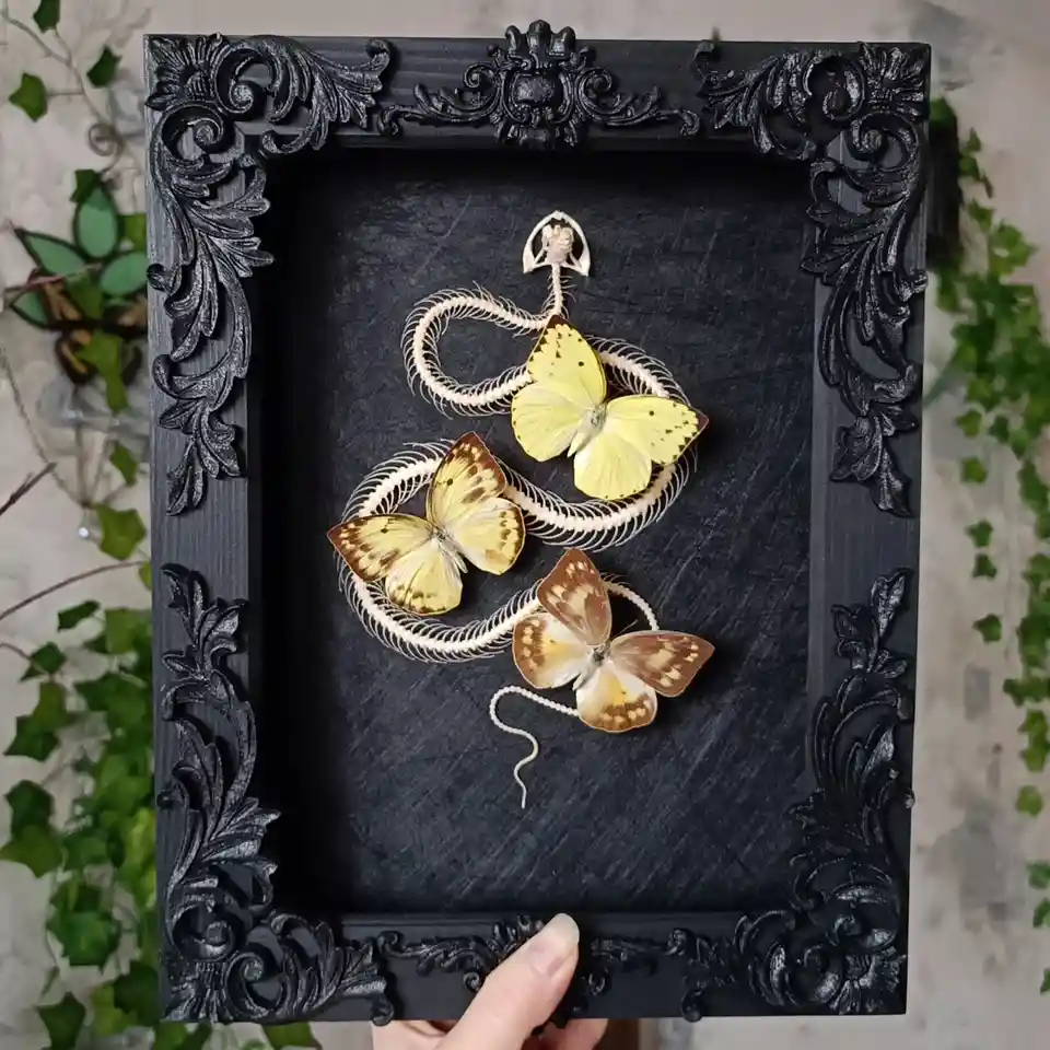 A hand holds a black ornate picture frame containing three preserved yellow and brown butterflies arranged on a white snake…