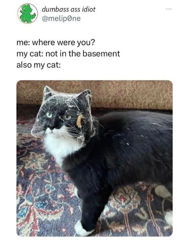 A black and white cat with a spiderweb stuck to its head and face, standing on a patterned rug. The overlaid text reads 'me…