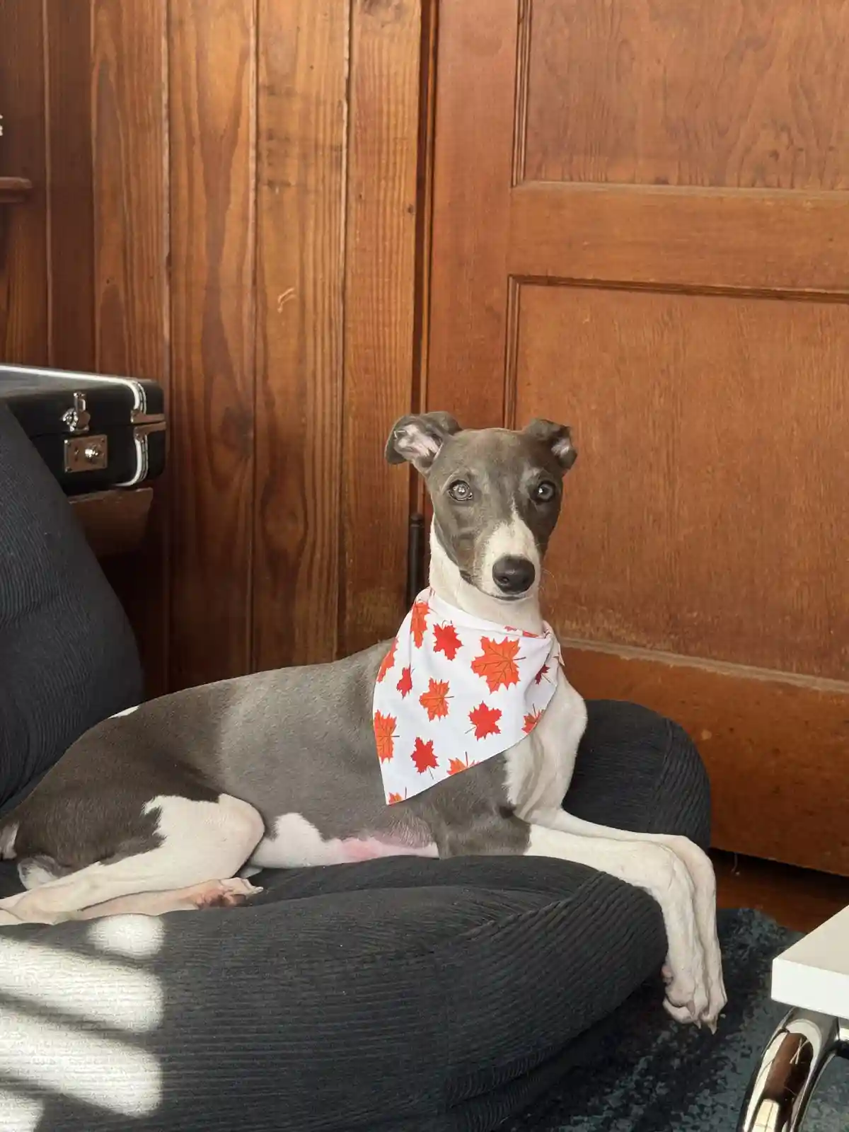 A grey and white whippet dog sits calmly on a black corduroy couch, wearing a white bandana with red maple leaf patterns…