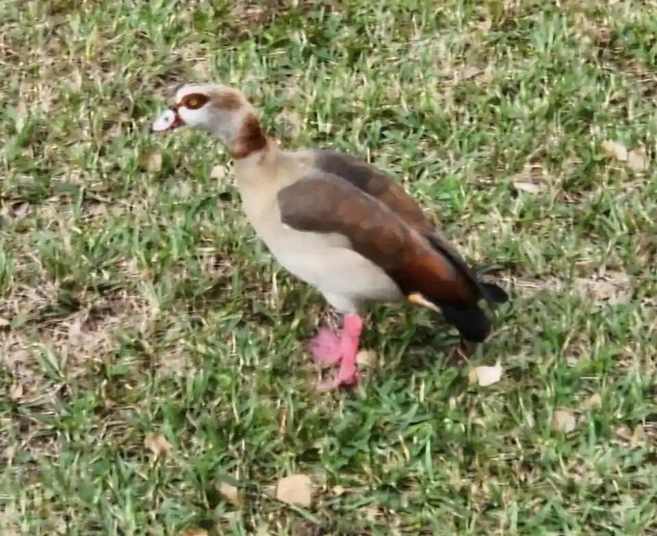 A close-up photo of an Egyptian goose standing on green grass, its pink webbed feet prominently visible. The bird has a…