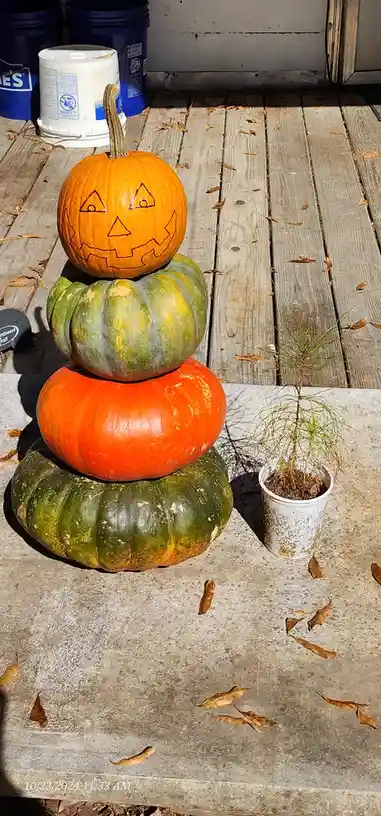 A stack of four pumpkins sits on a concrete surface next to a potted plant, with the top pumpkin having a jack-o'-lantern…