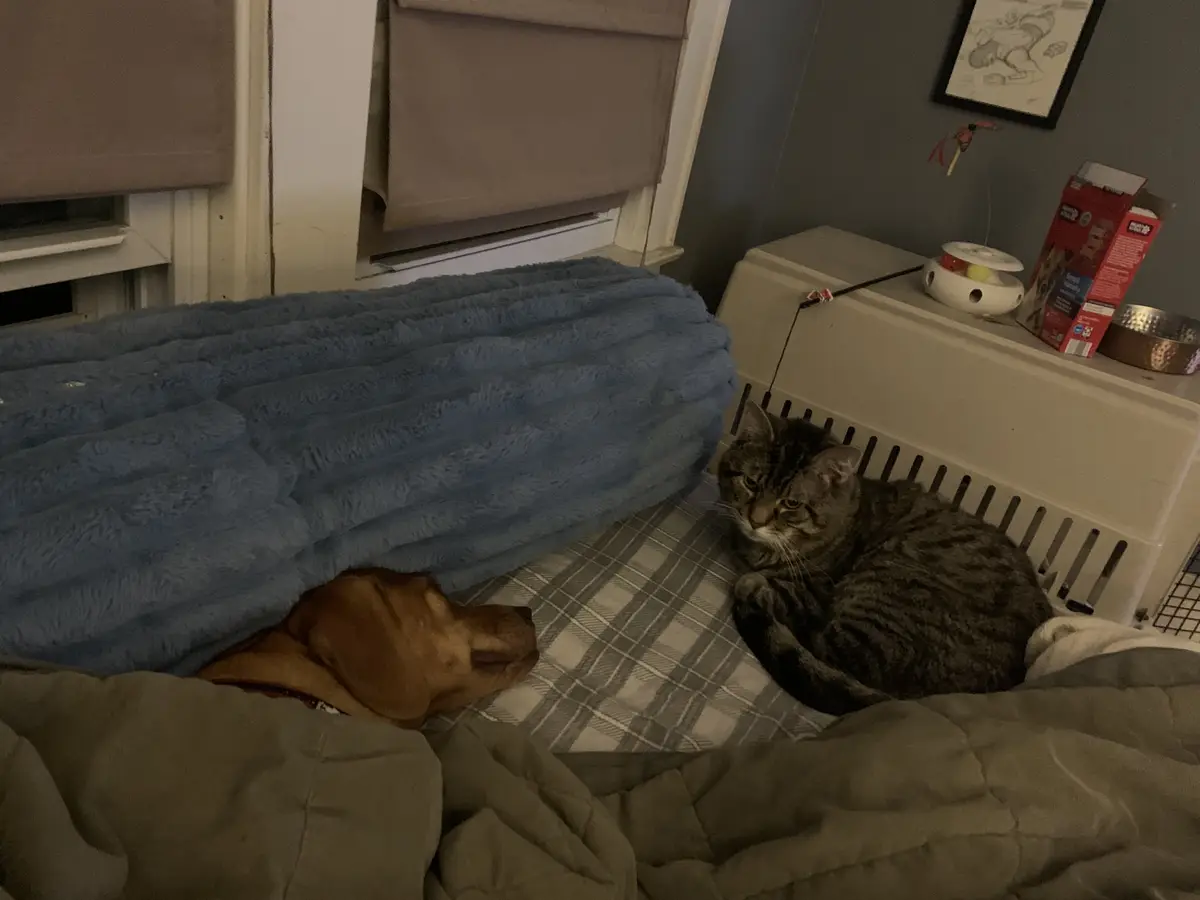Hamilton and Libbybelle: A Perfectly Harmonious Duo