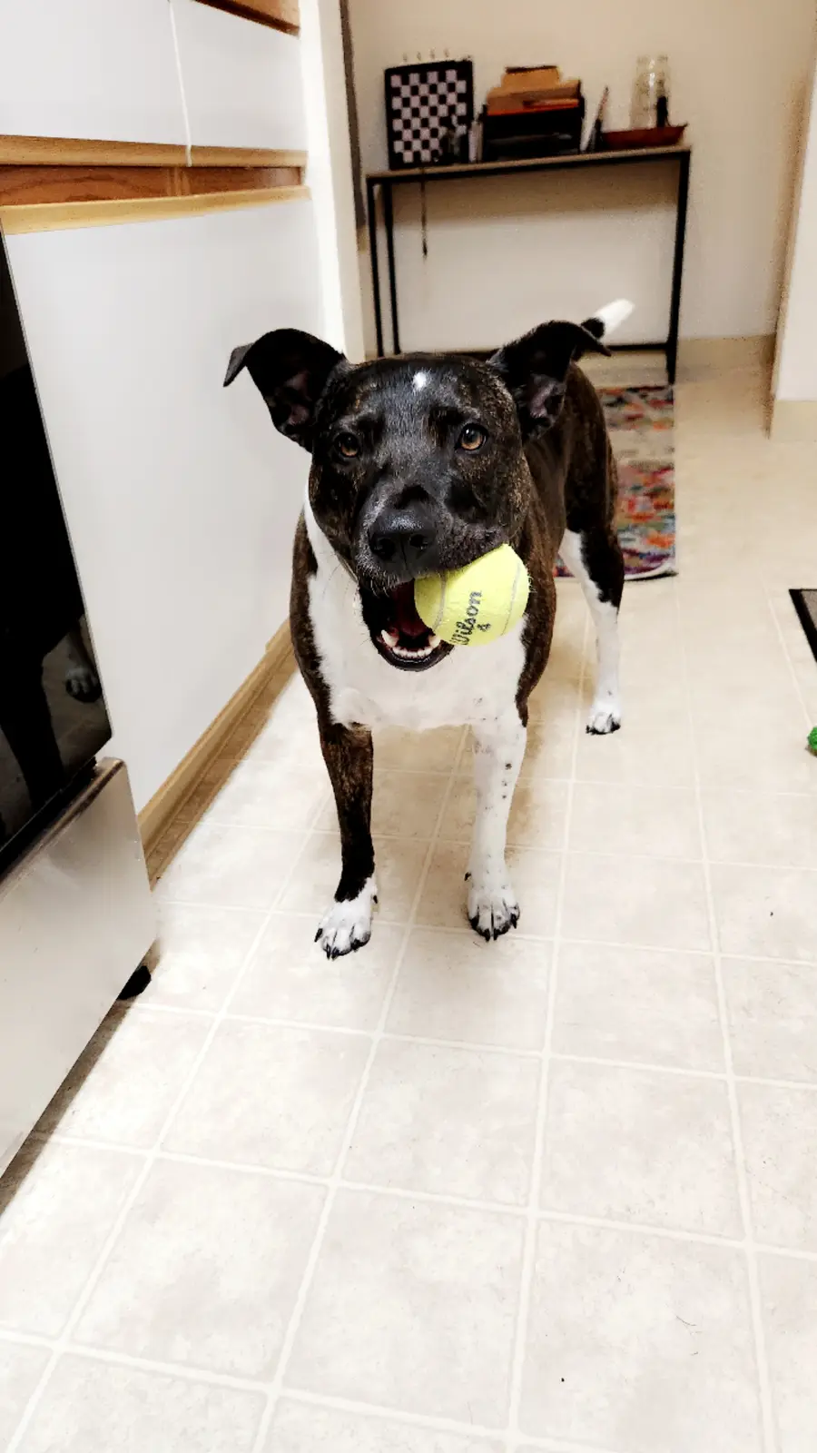 A black and white brindle dog with white paws stands on a tiled floor indoors, holding a yellow Wilson tennis ball in its…