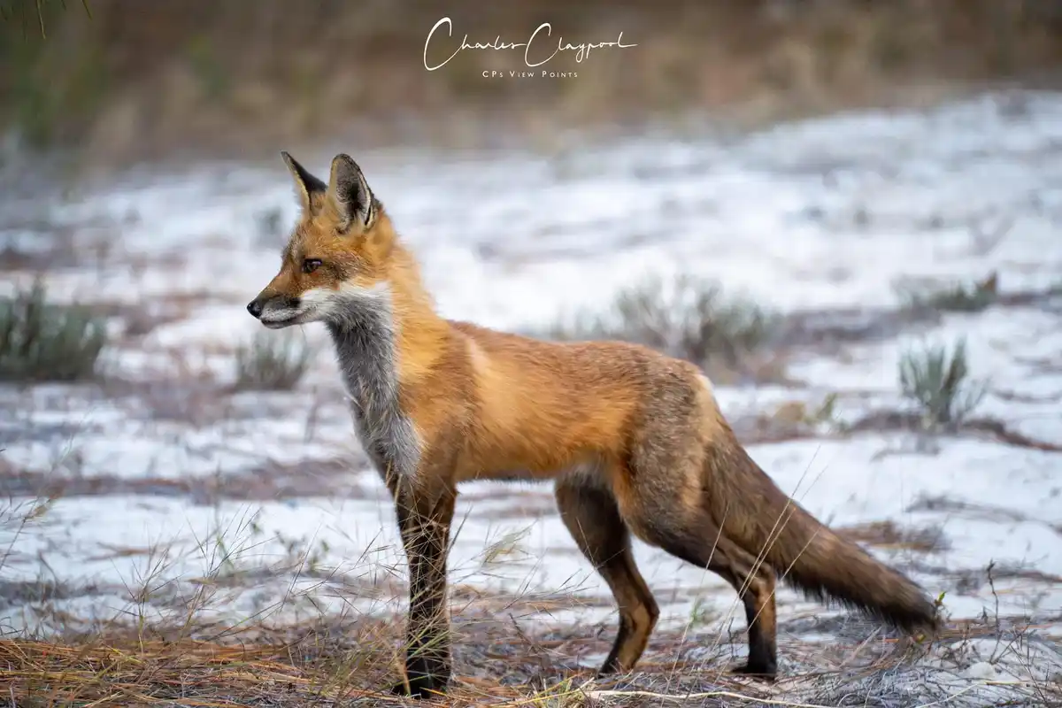 The Enigmatic Fox: Nature's Cunning Creature