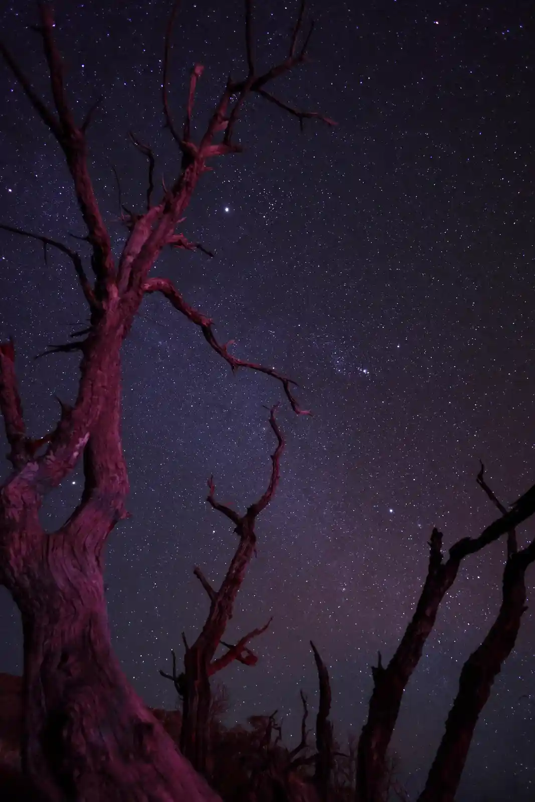 A night sky filled with stars behind the gnarled, bare branches of dead trees, with the overlaid text 'i'm not crying…