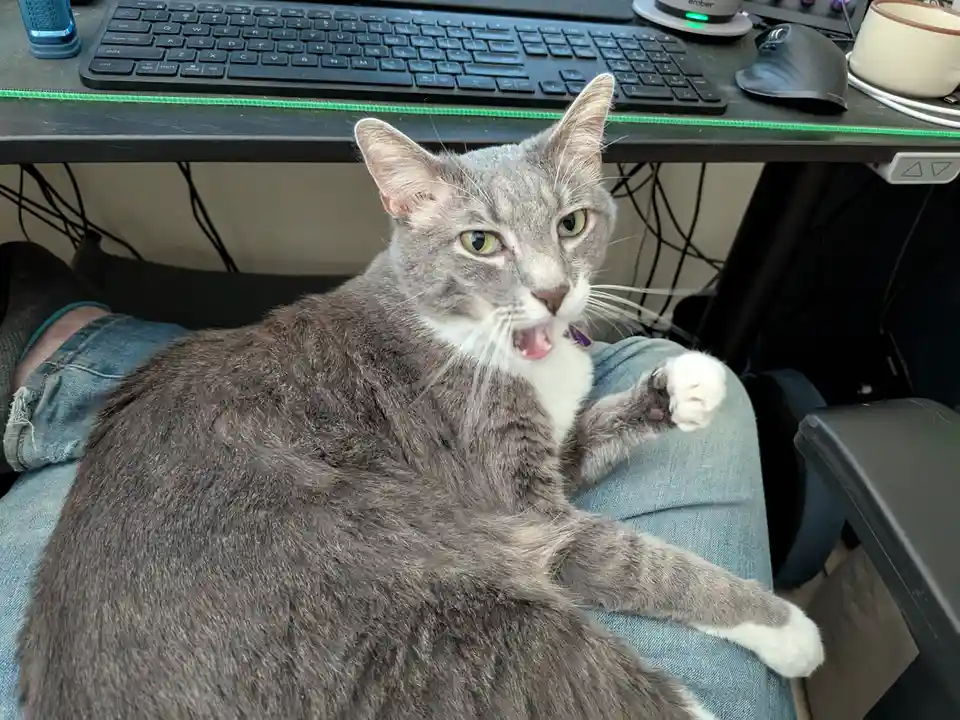 A gray tabby cat with white paws and chest is lounging on a person's lap while yawning widely, showing its pink tongue and…