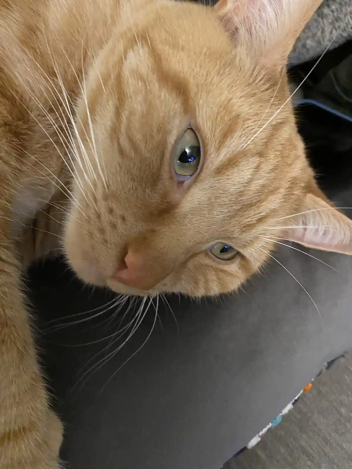 Biscuit's Daily Snapshot