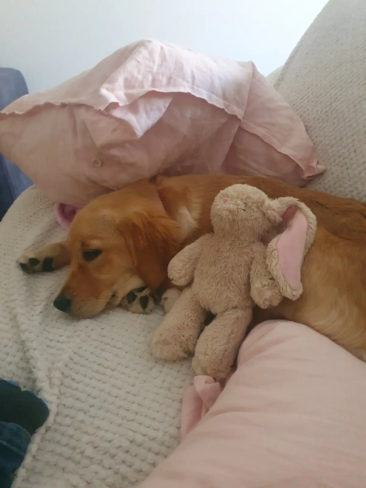A golden retriever dog is sleeping on a white textured couch, partially covered by a pink pillow, with a beige stuffed bunny…