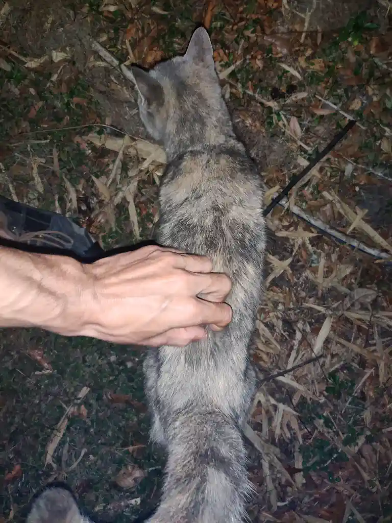 A person's hand is petting a gray tabby cat from behind as it walks away through dry leaves and grass. The cat's back is…