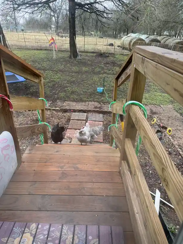 Two chickens, one black and one white, stand at the bottom of a wooden porch staircase looking up. The porch has green…