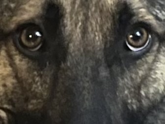 These Eyes Tell a Story...