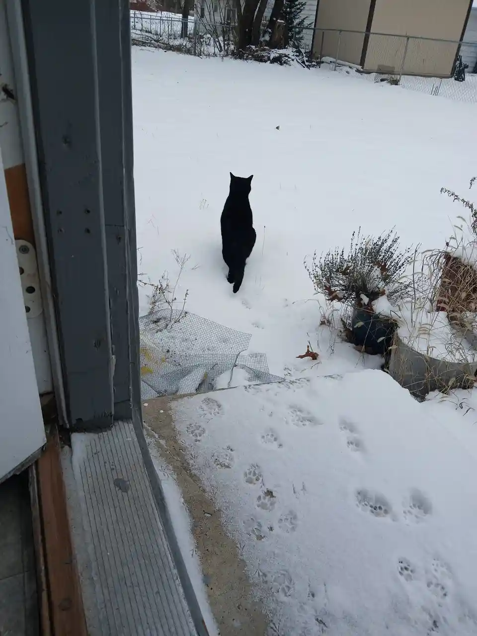 Watch as this curious monkey explores the snowy landscape.