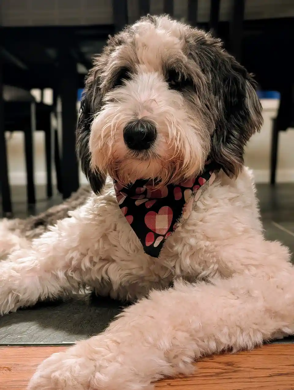 A fluffy, medium-sized dog with a mix of white and dark gray fur is lying down indoors, looking directly at the camera with…