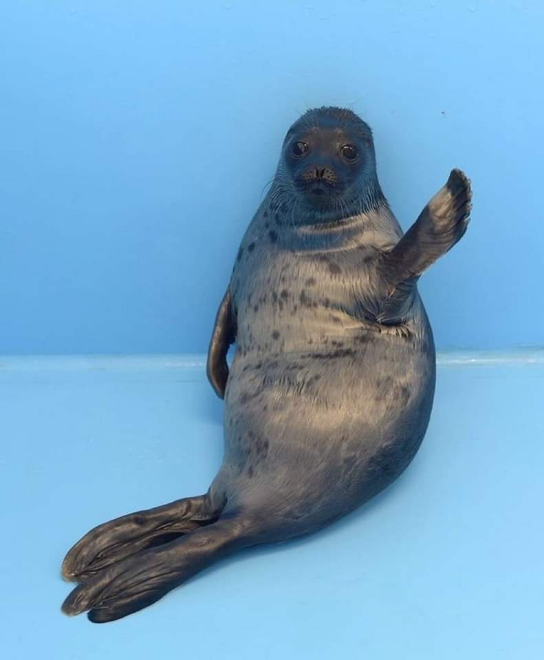 A spotted seal pup sits upright against a plain blue background, raising one flipper in a waving gesture while looking…