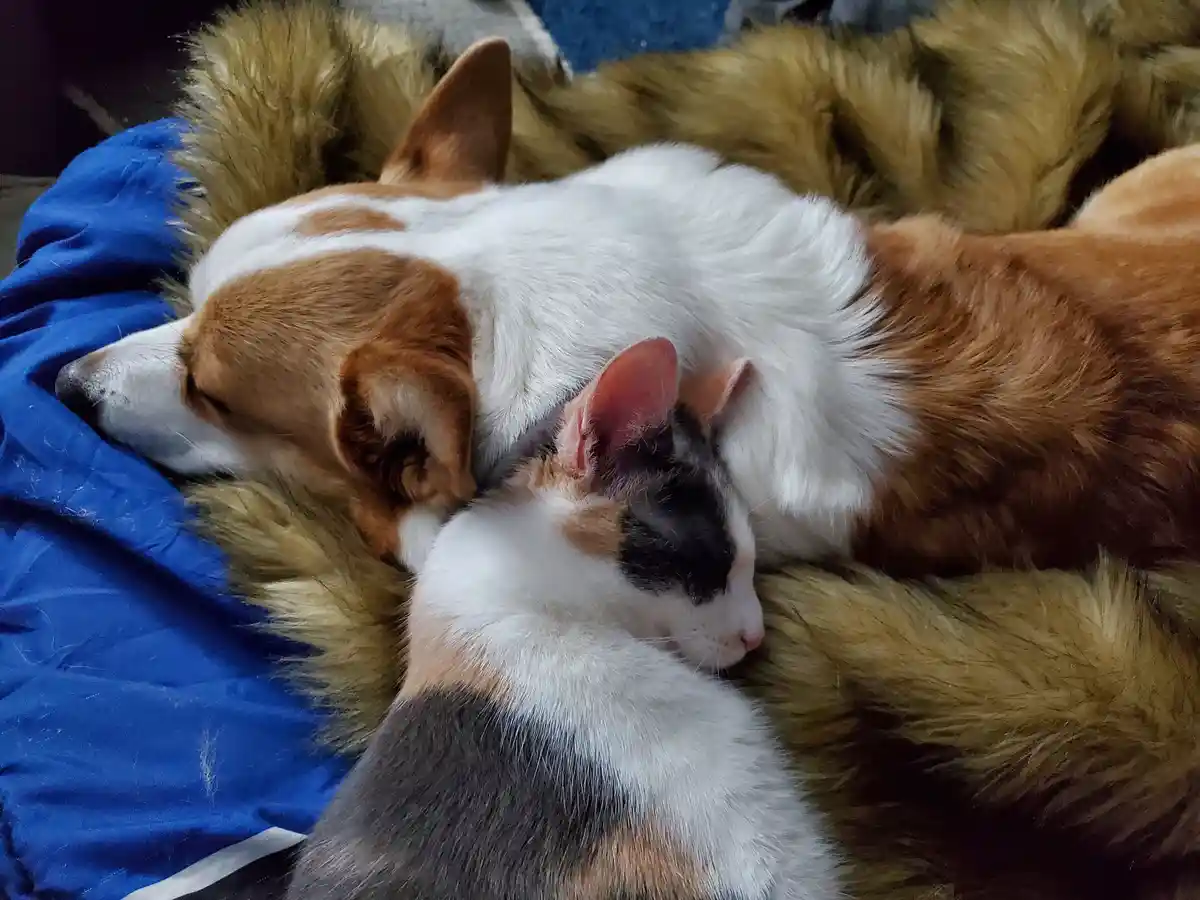 A tan and white corgi dog and a calico cat are peacefully sleeping side by side on a blue blanket, their bodies curled up in…