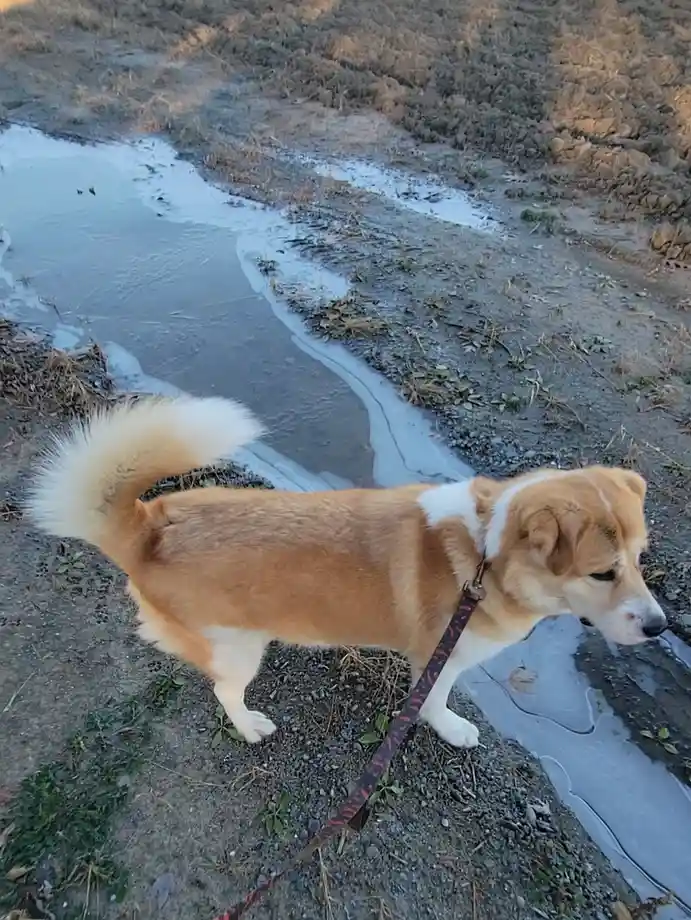 A tan and white dog with a fluffy tail stands on a gravel path next to a partially frozen puddle, wearing a red and black…