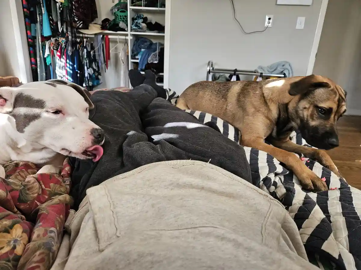 Meet My Adorable Dogs