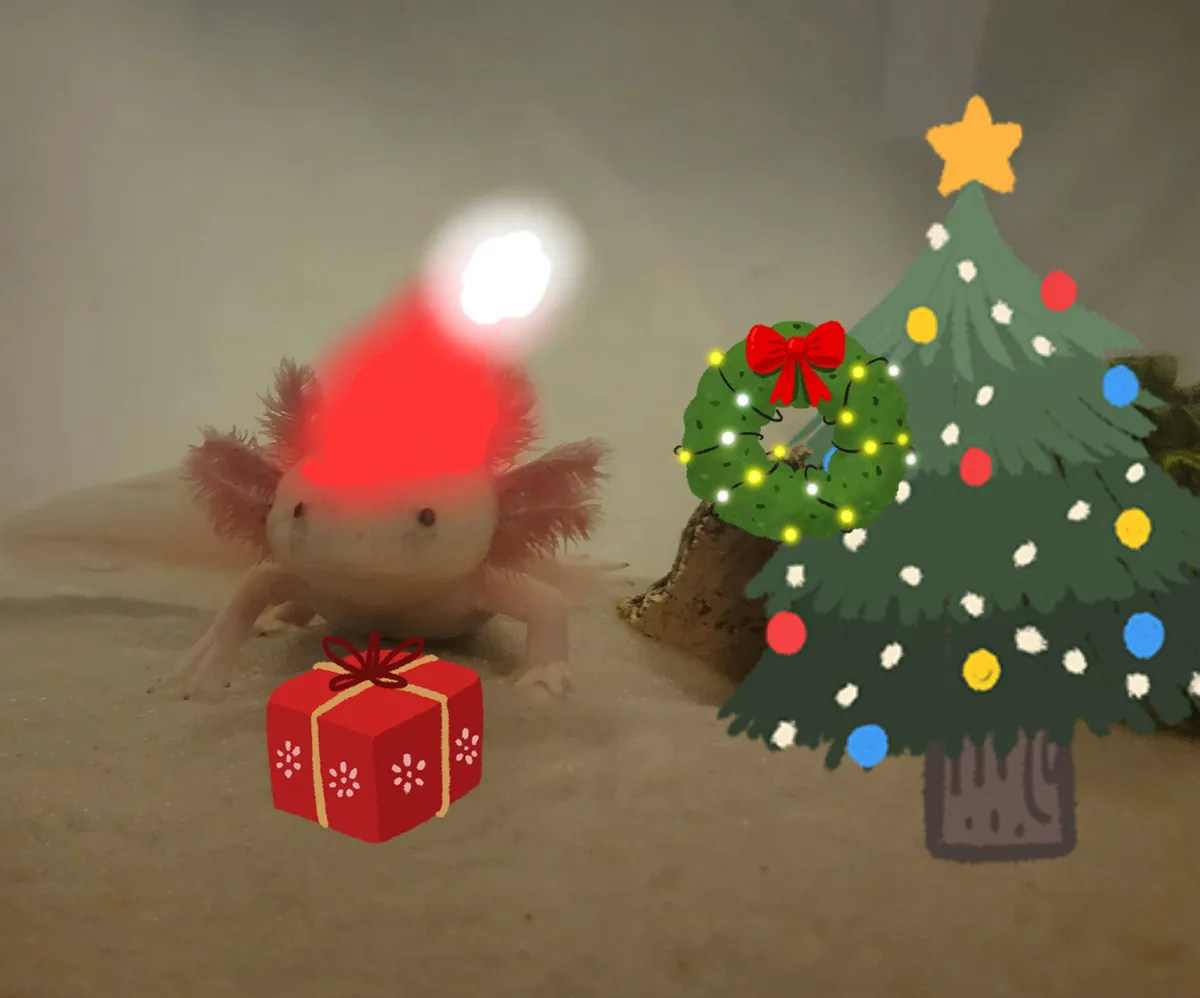 A real axolotl is shown in a tank, digitally edited to wear a red Santa hat with a glowing white light on top, standing next…