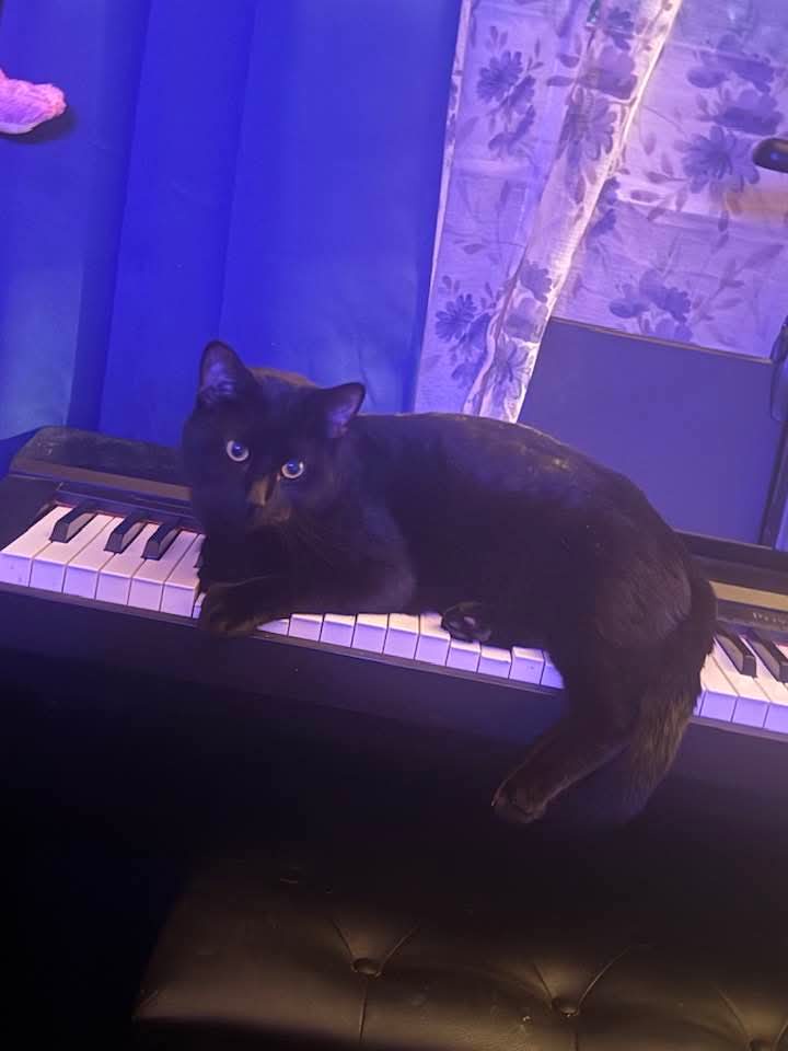 A black cat with bright blue eyes is lounging across the keys of a digital piano, illuminated by blue ambient lighting. The…