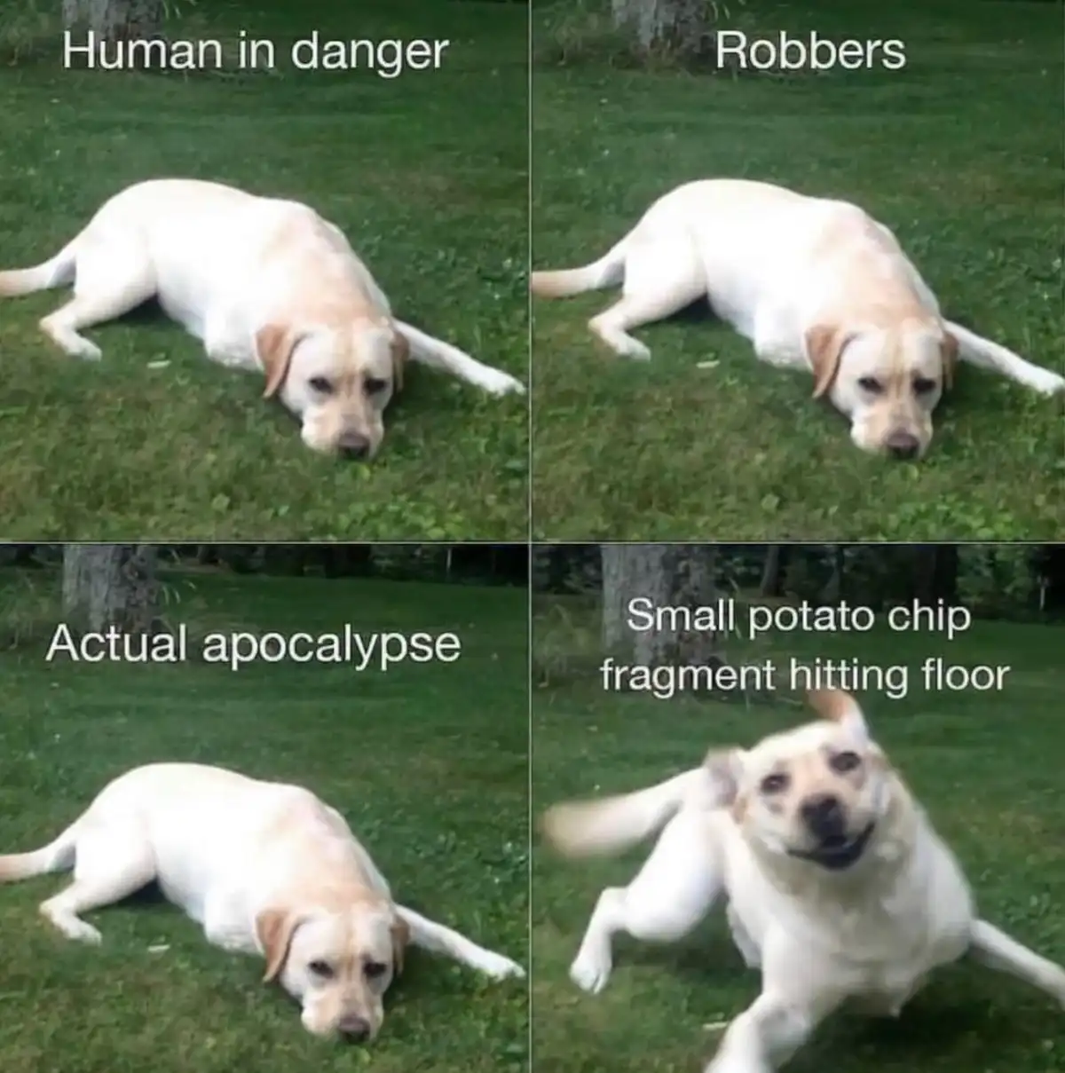 A four-panel meme featuring a yellow Labrador on grass. In the first three panels, the dog lies still with a bored or…