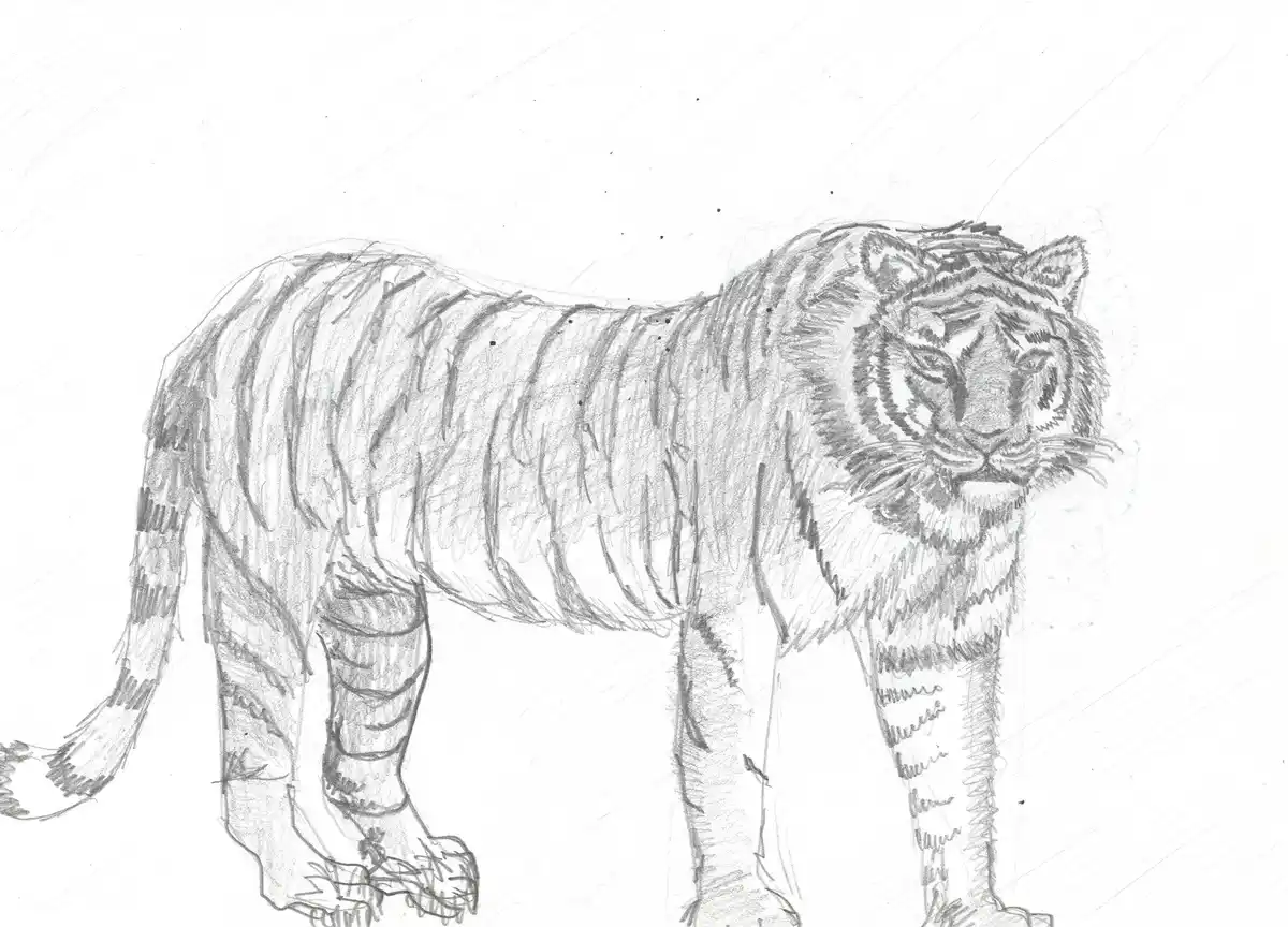 A pencil sketch of a tiger standing in profile, showing detailed stripes, facial features, and muscular build against a…