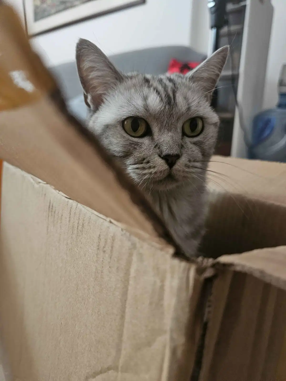 A silver tabby cat with wide, unblinking green eyes peers out from inside a brown cardboard box, its face framed by the…