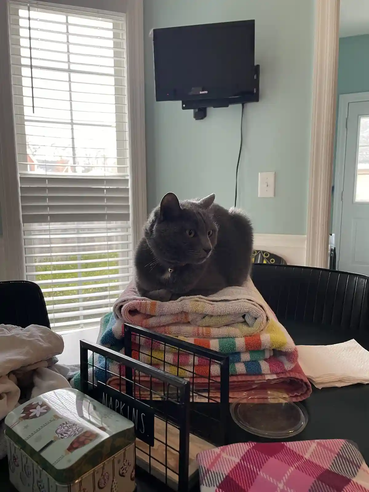 A gray cat sits regally atop a colorful stack of folded towels on a black table, looking off to the side with a calm…