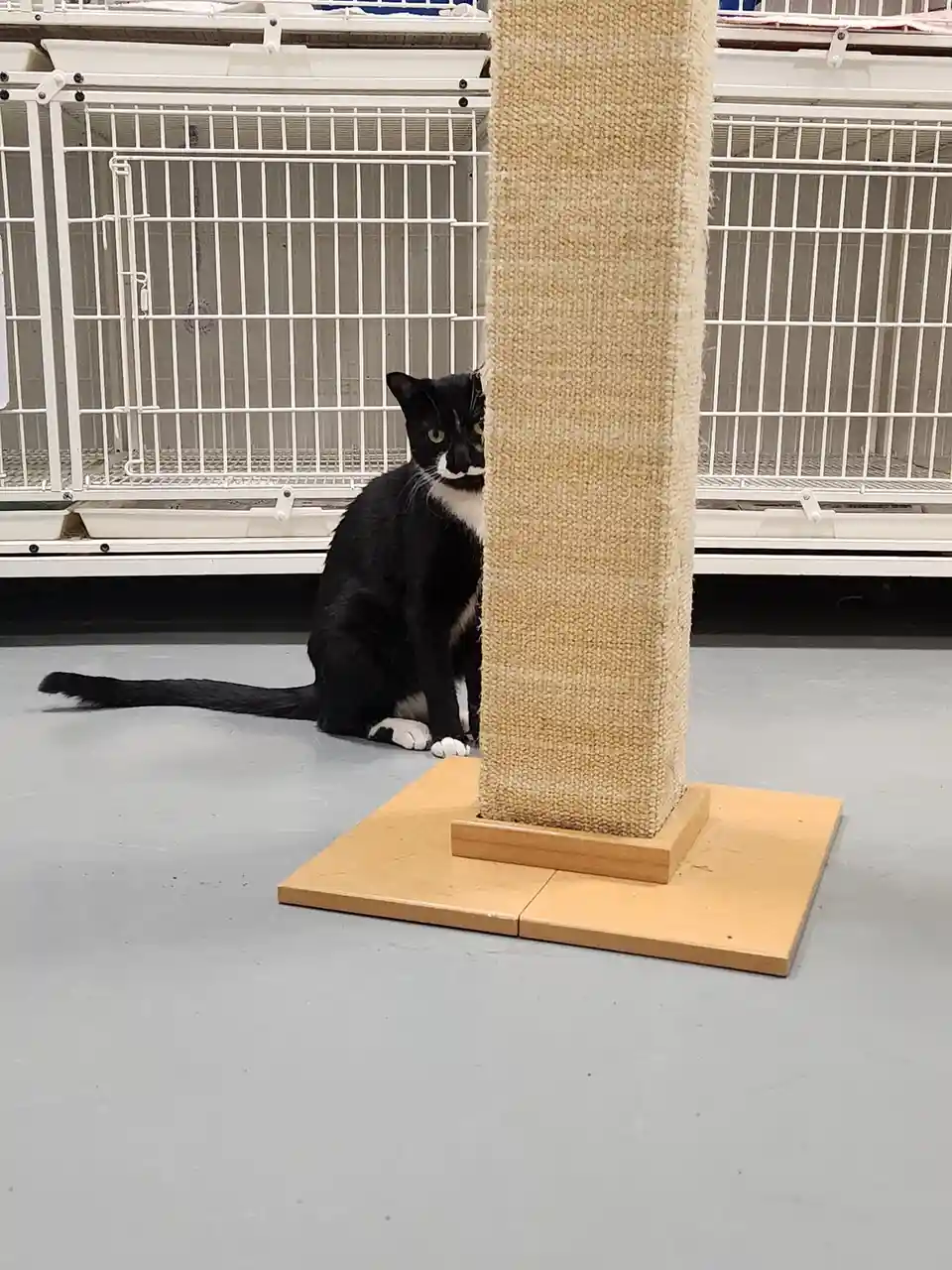 A black and white cat sits on a gray floor beside a tall, beige sisal-covered scratching post, partially hidden behind it…