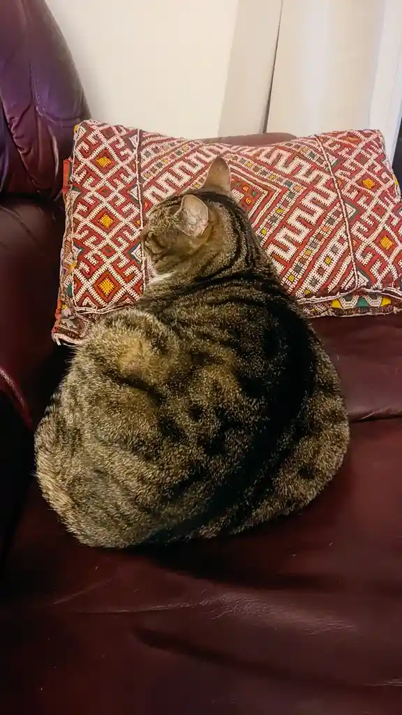 A tabby cat is curled into a tight, round ball on a dark red leather couch, resting on a colorful patterned pillow. The…