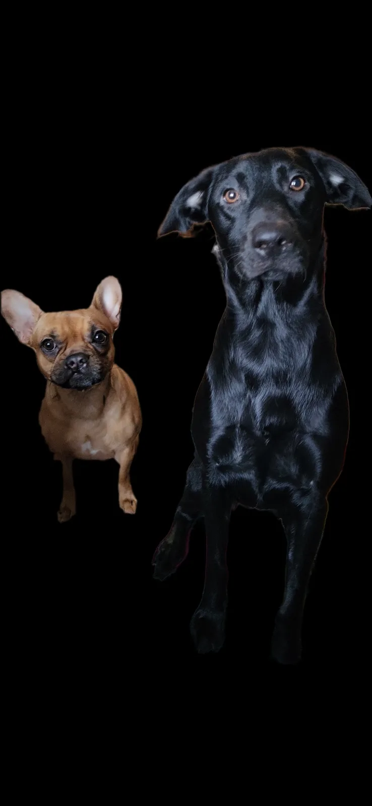 Two dogs are shown against a black background: a small tan French bulldog on the left and a large black Labrador on the…