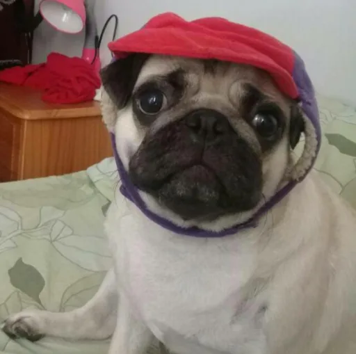 A pug dog wearing a red and purple hooded hat sits on a patterned bedspread, looking directly at the camera with large…