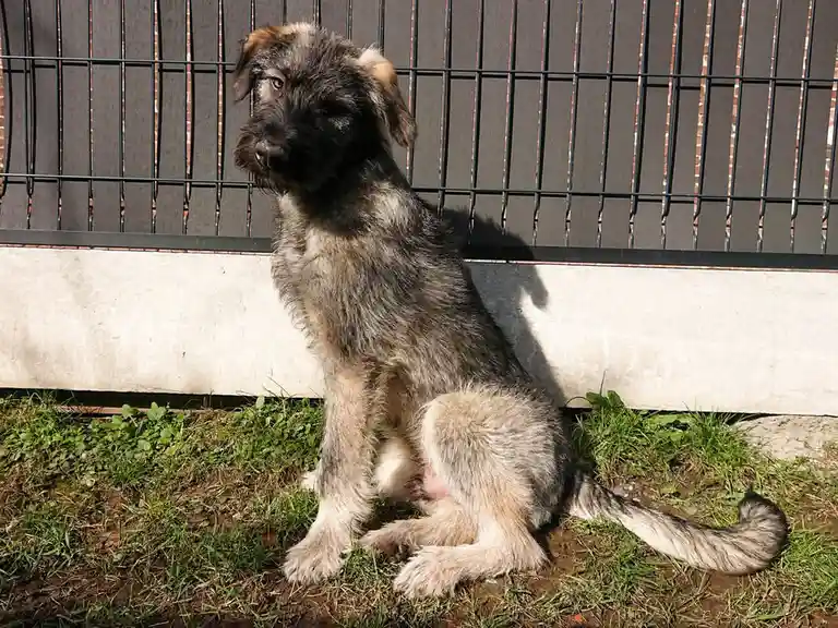 A scruffy, medium-sized dog with shaggy gray and black fur sits on grass in front of a dark metal fence. The dog looks off…