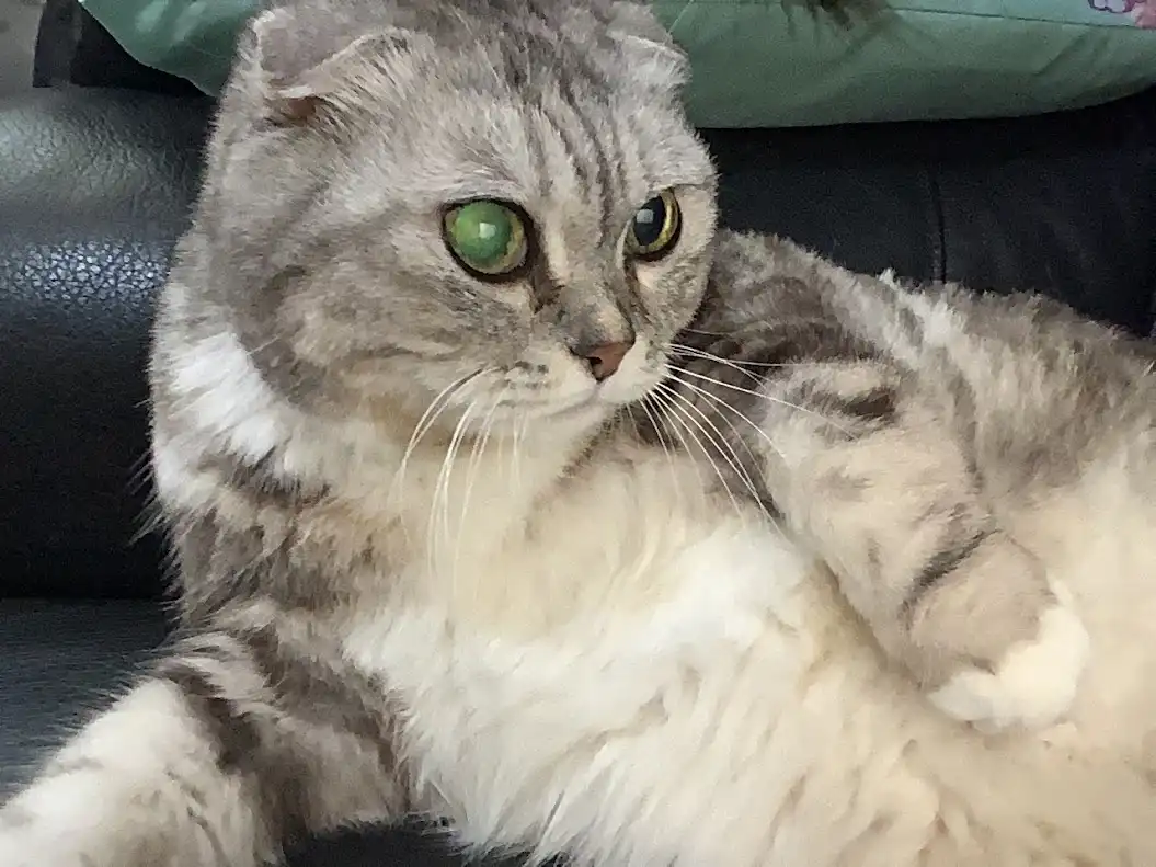 A gray tabby cat with striking green eyes lounges on a black leather couch, looking slightly to the side with a relaxed but…