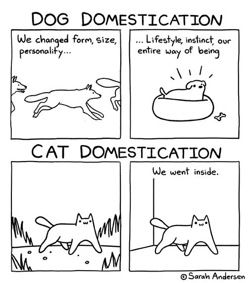 A four-panel comic comparing dog and cat domestication. Top left shows dogs evolving physically and behaviorally, top right…