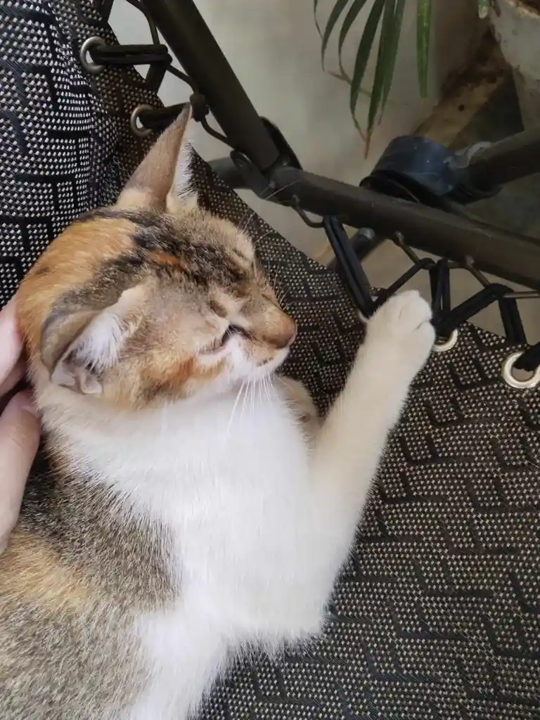 A calico cat with white, orange, and brown fur is lying on a black mesh chair, eyes closed and one paw raised as if in deep…