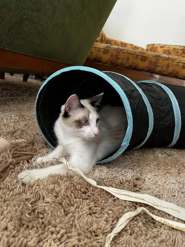 A white and grey cat with blue eyes is peeking out from a black and light blue collapsible cat tunnel on a beige carpet. In…
