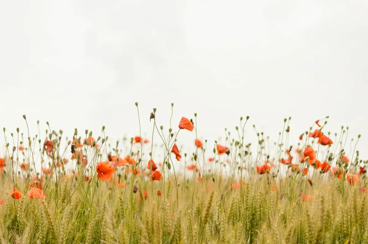 A field of red poppies and wheat stalks under a bright, overcast sky. The image has no visible people or animals. The…