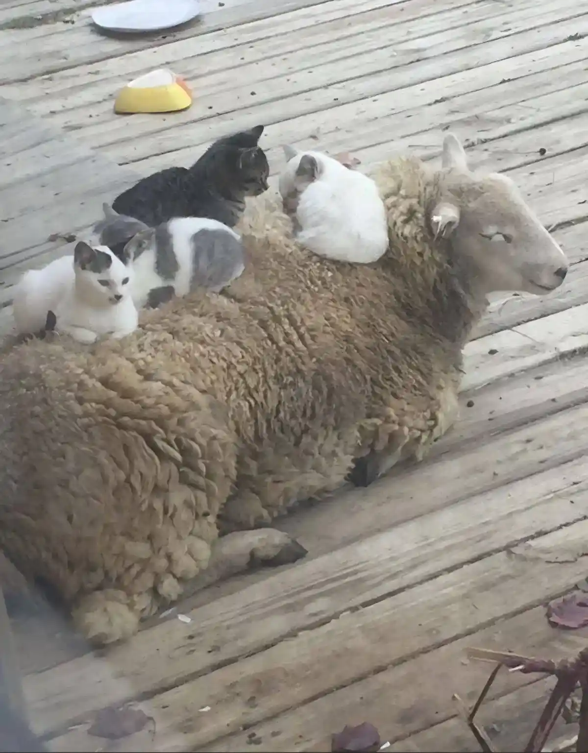 A large, fluffy sheep lies calmly on a weathered wooden deck, with four small cats resting on its back and sides. The cats…