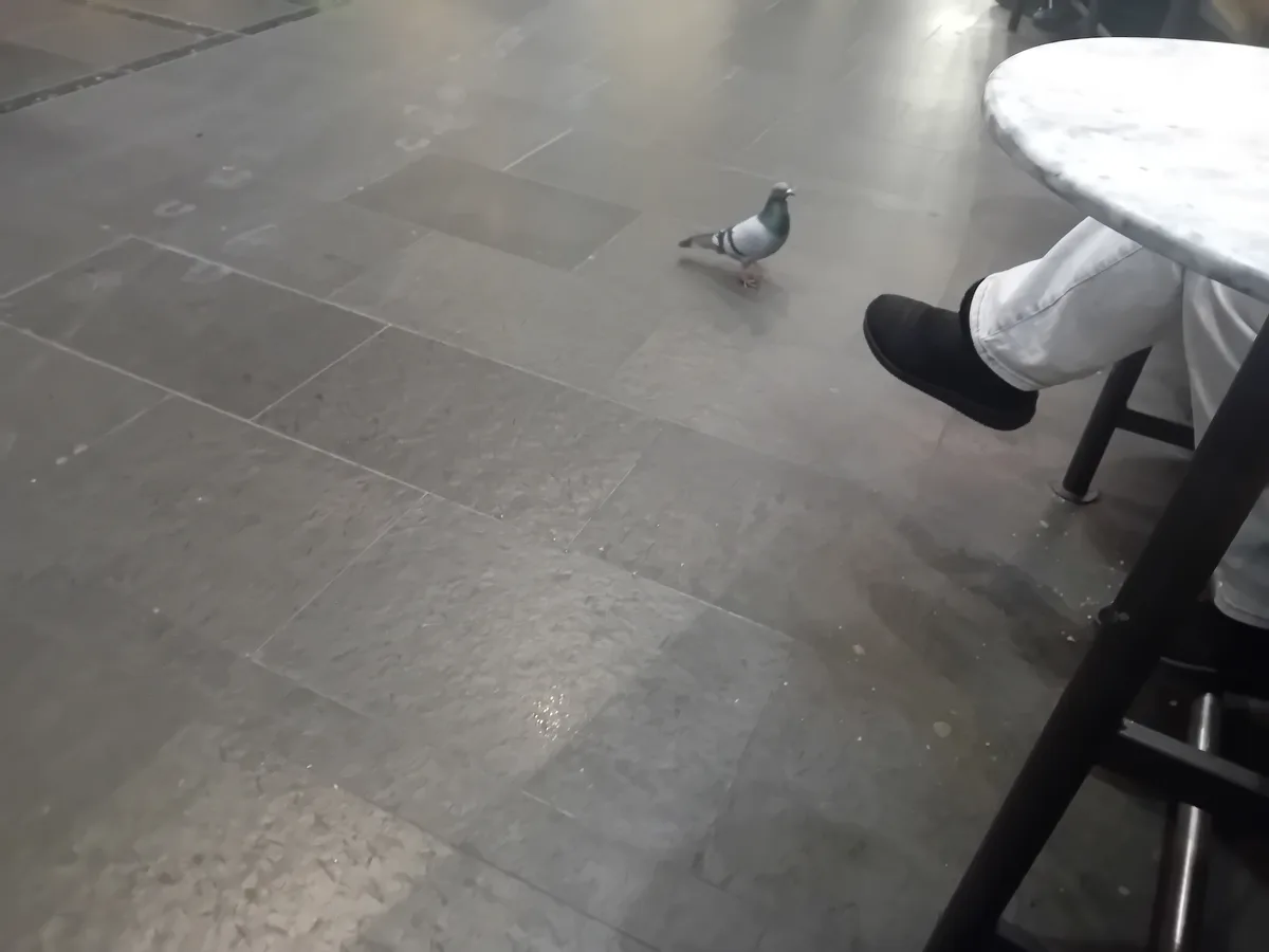 A pigeon walks across a gray tiled floor near a person's foot, which is resting on a stool beside a round table. The person…