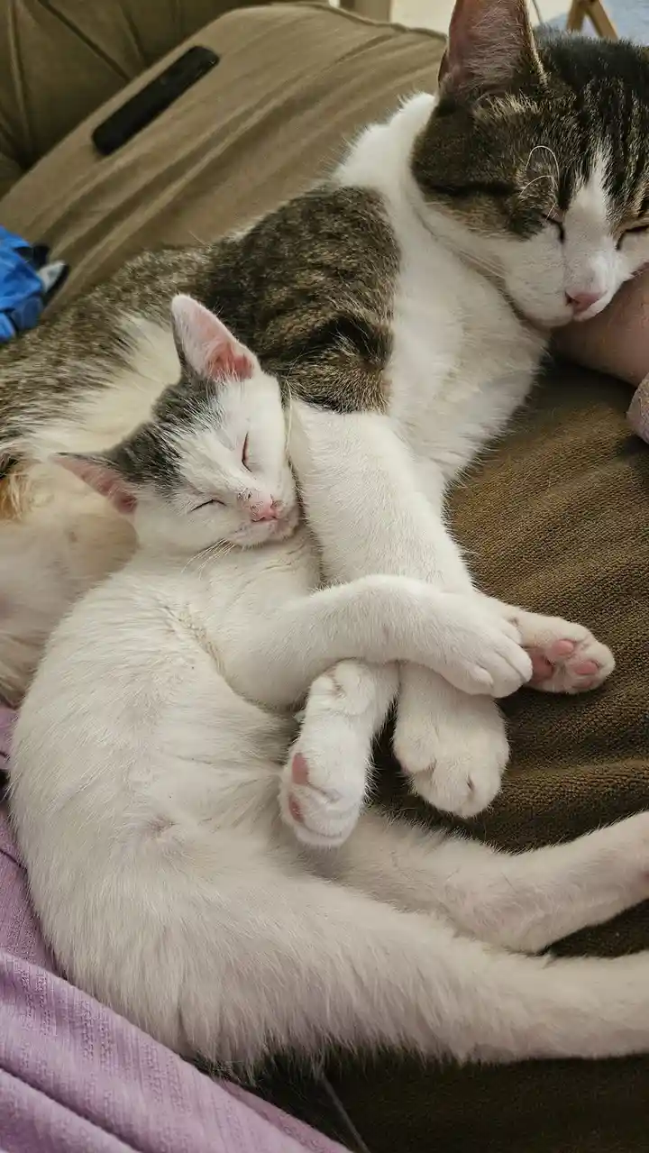 Two cats are sleeping peacefully on a brown couch; a larger tabby-and-white cat has its arm wrapped around a smaller…